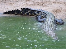 Saltwater crocodile is the longest on the world  its posible 10 m